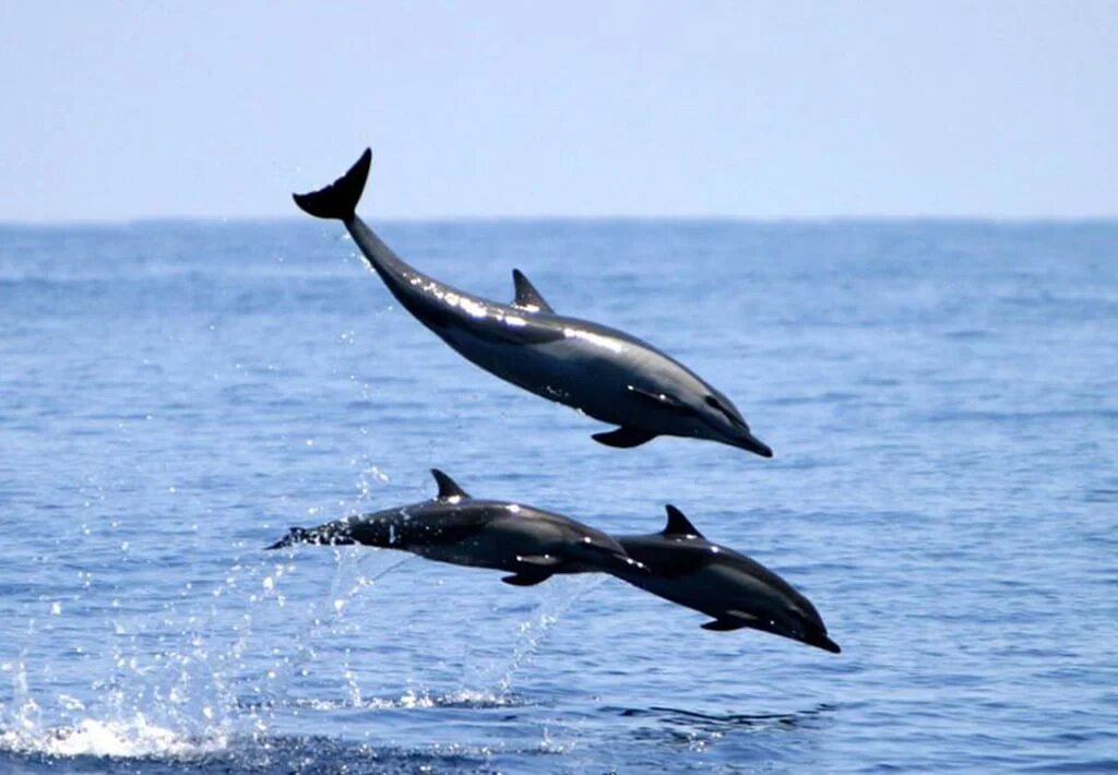 Imagen del Tour Avistamiento de Delfines